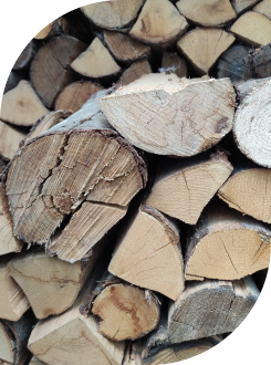 Image de châtaignier